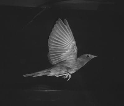 Flyttfåglars hemlighet: optimal hastighet avslöjad