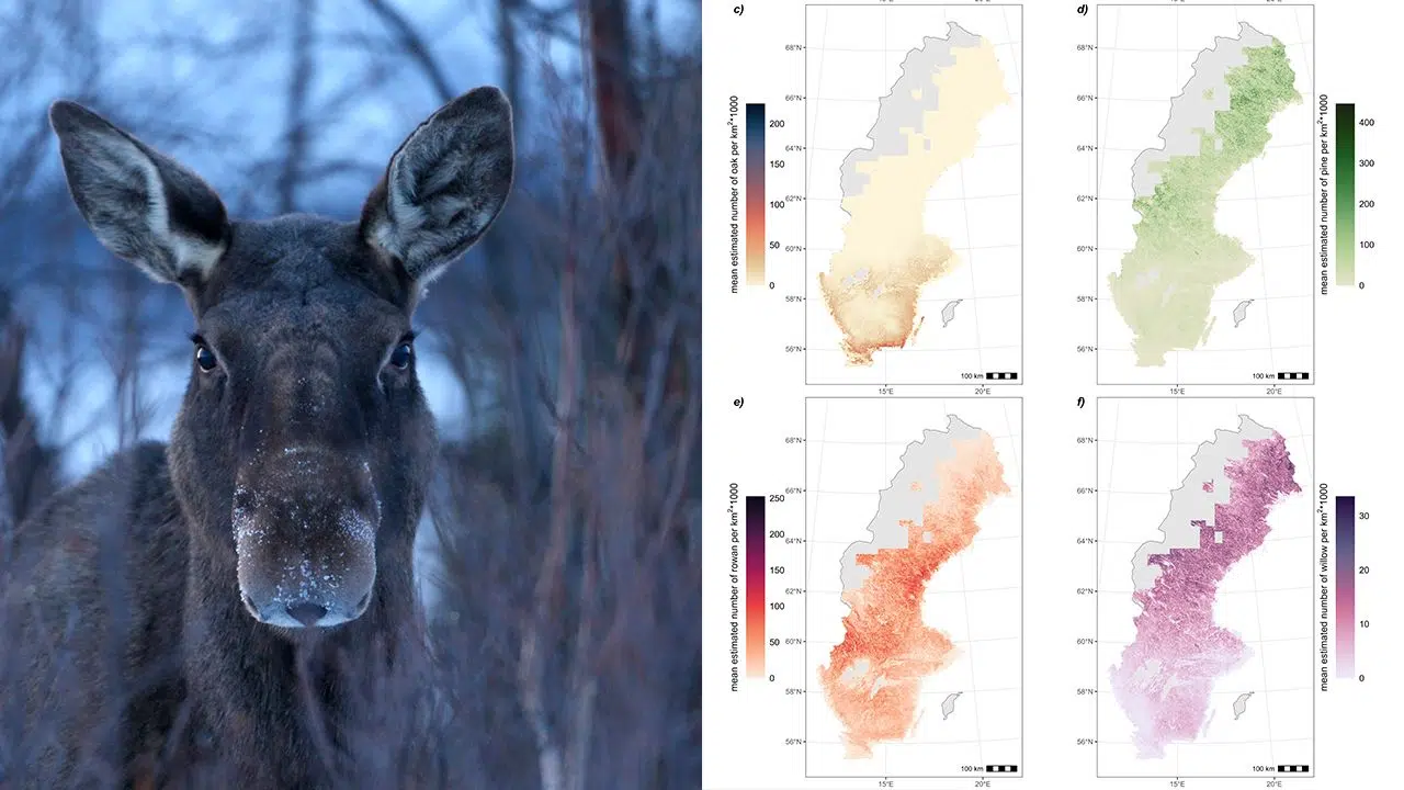 Unik karta avslöjar älgarnas matplatser