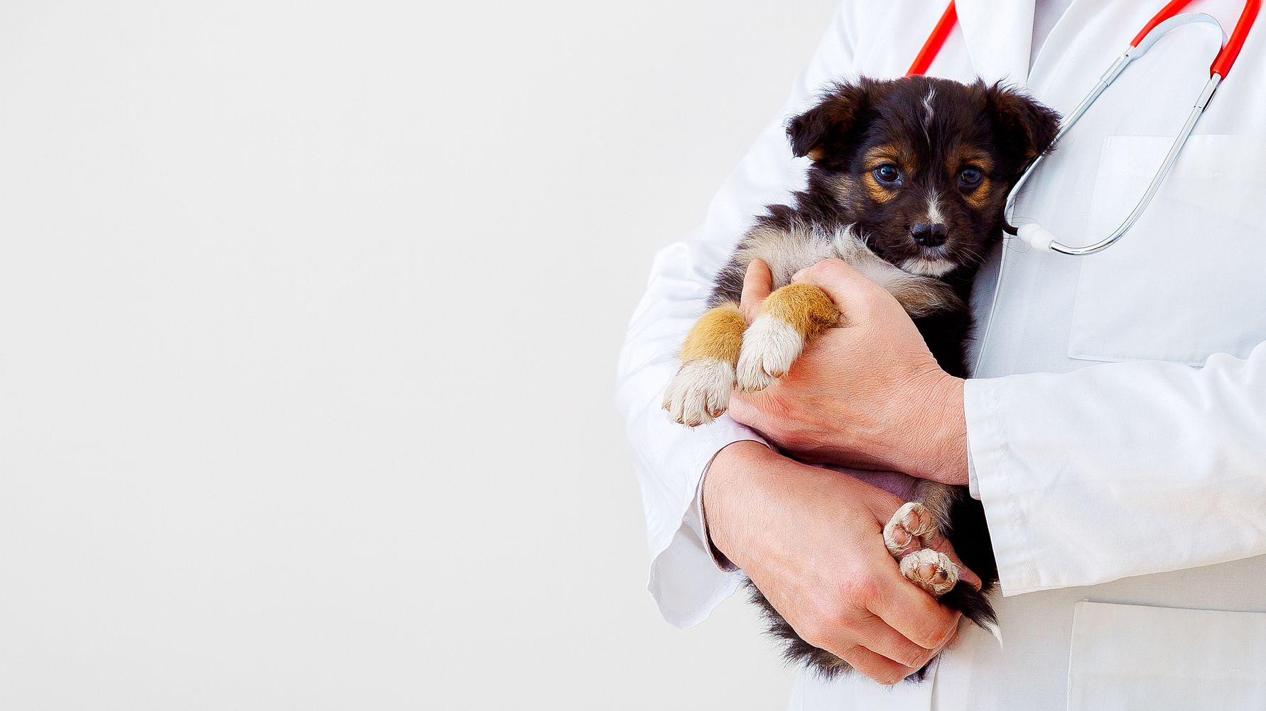 kundnöjdhet djurförsäkring