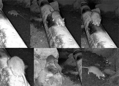 råttskrämma bäst i test