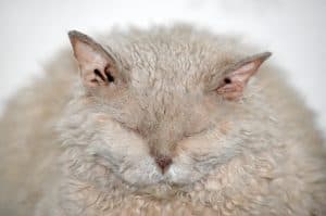 En överviktig katt med stängda ögon.