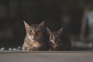 Två katter ligger på marken och tittar mot kameran.