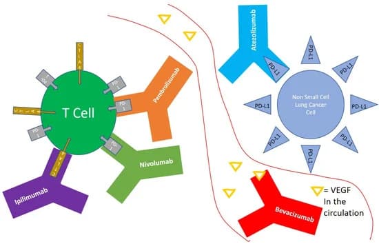 Diagram över monoklonala antikroppar och deras verkningsmekanism vid behandling av icke-småcellig lungcancer.